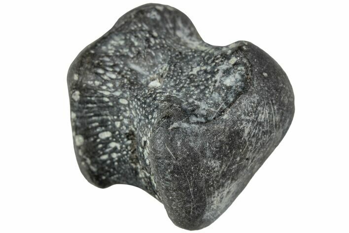 Juvenile Hadrosaur (Maiasaura) Phalanx Bone - Montana #231613